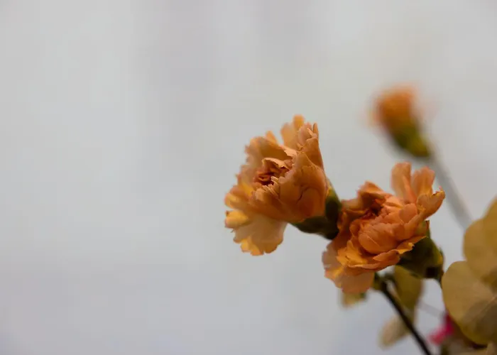 Bed & Breakfast La Maison De & Piacenza